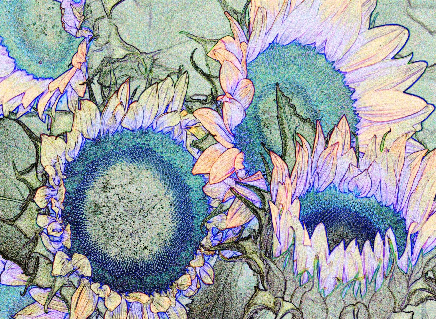 Maia Reim, Market Sunflowers, archival pigment inkjet print, 20 x 16 inches