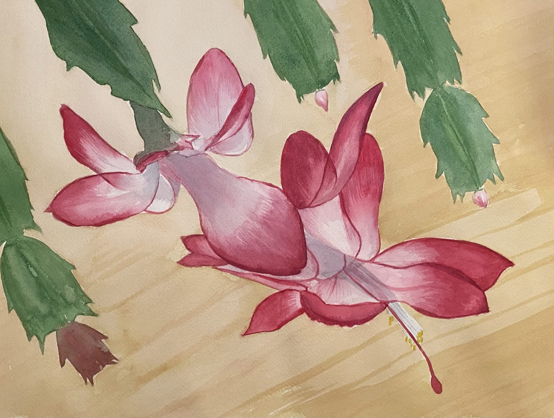 Margaret Simpson, Christmas Cactus Blooms, watercolor, 16 x 12 inches