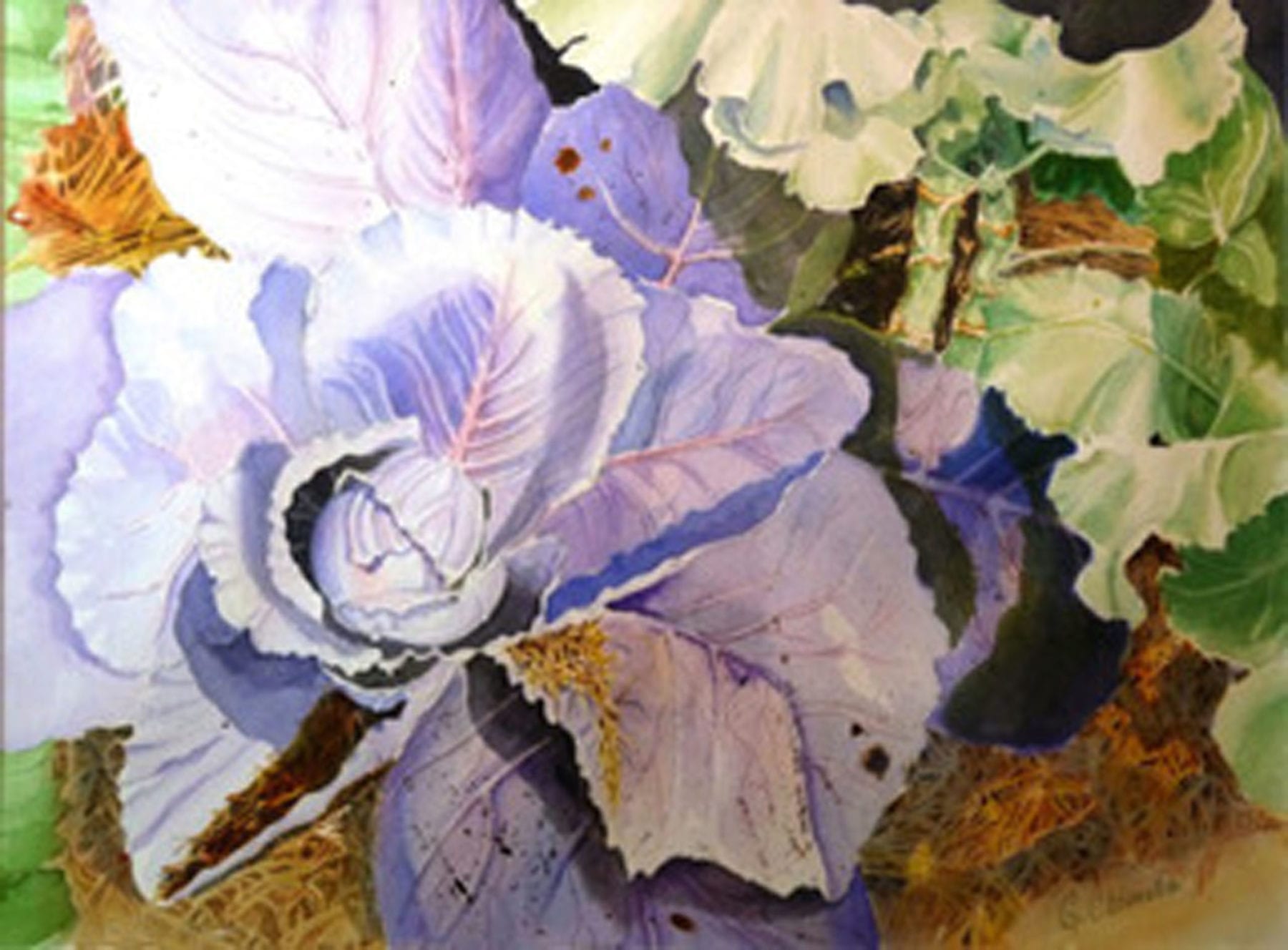 Grace Chiarella, Cabbage, watercolor, 22 x 27