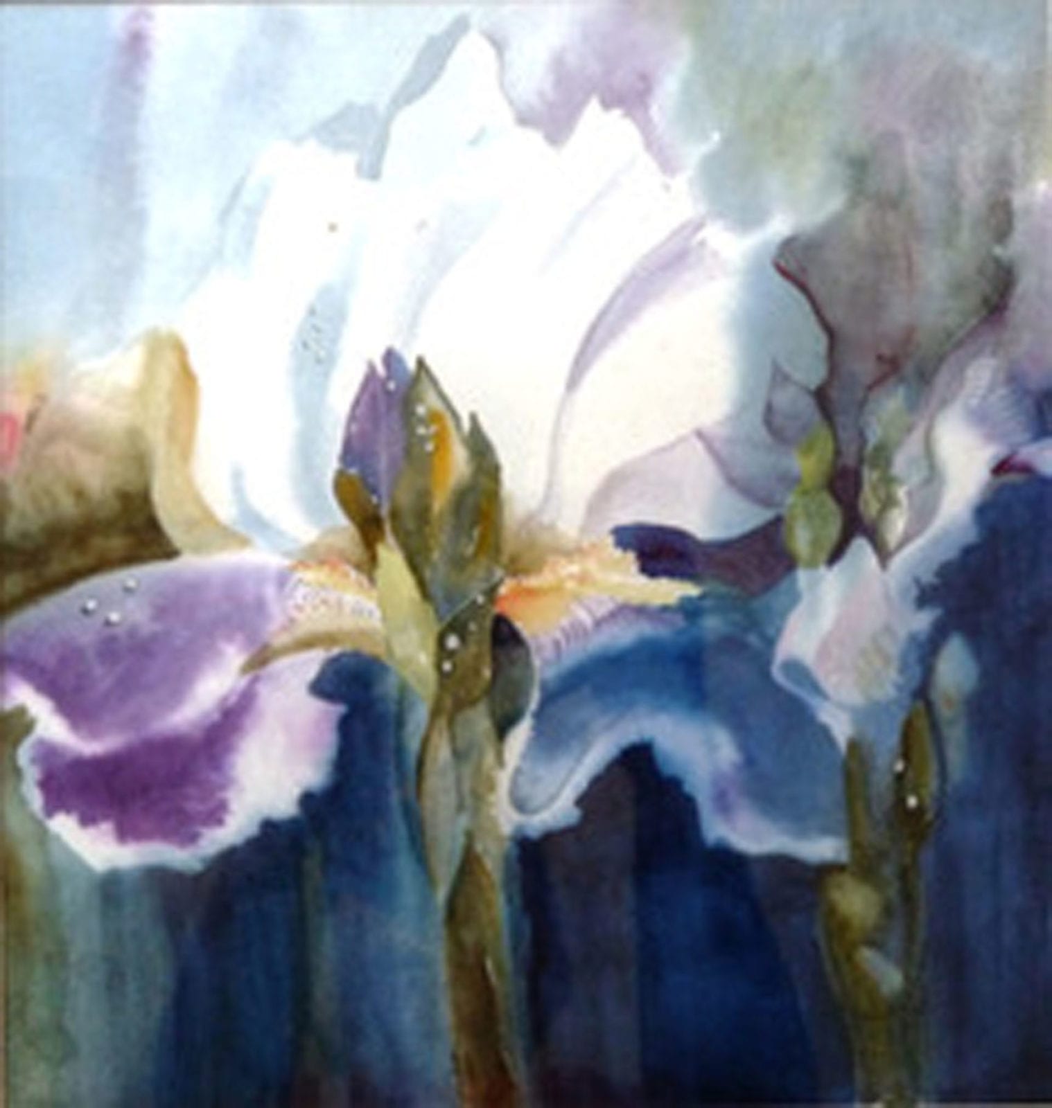 Grace Chiarella, Iris, watercolor, 19.5 x 19.5