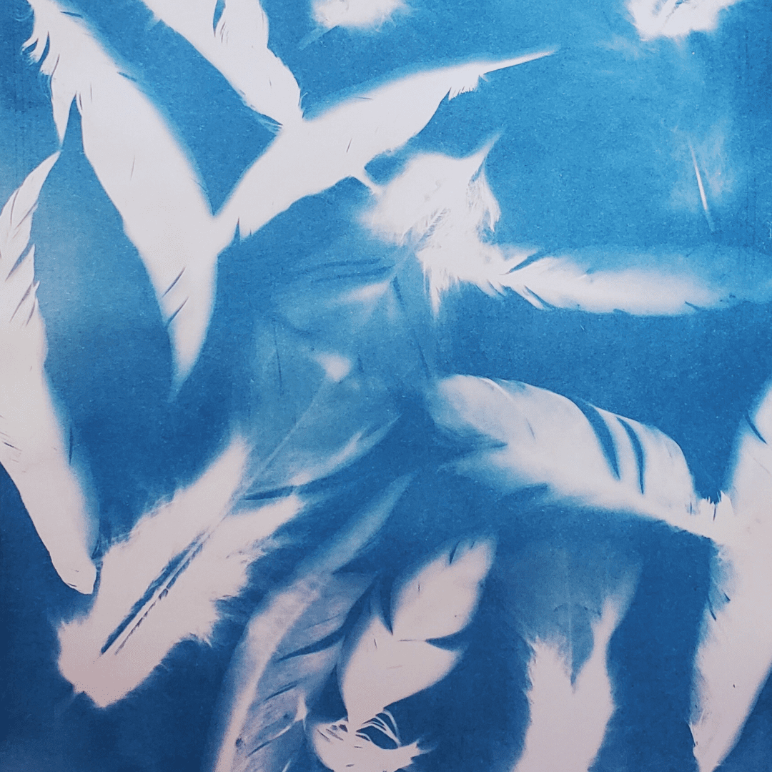 cyanotype print of feathers